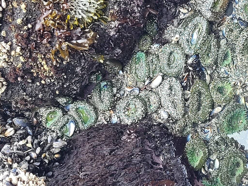 Giant Pacific Octopus Sightings