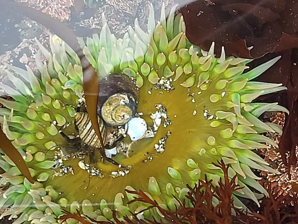 Black Cobblestone Shore