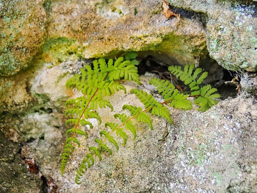 Serene Water Features