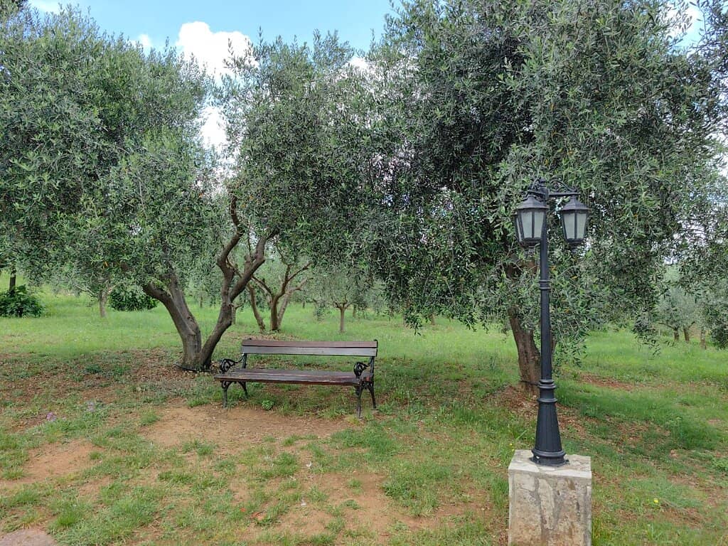 Assumption of Mary Dedication