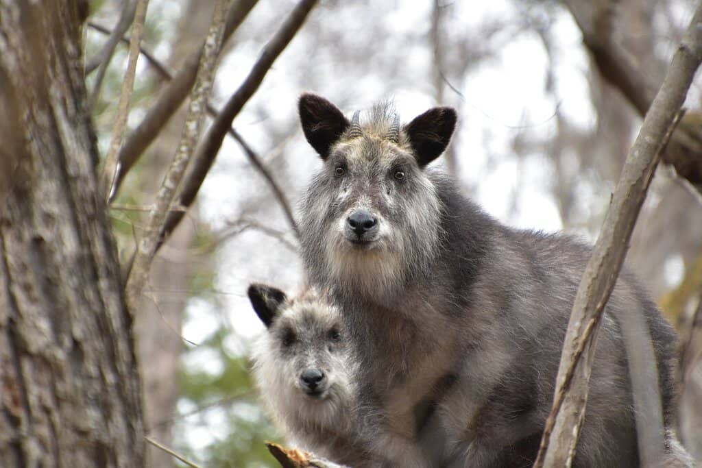 Nature Walk & Wildlife Spotting