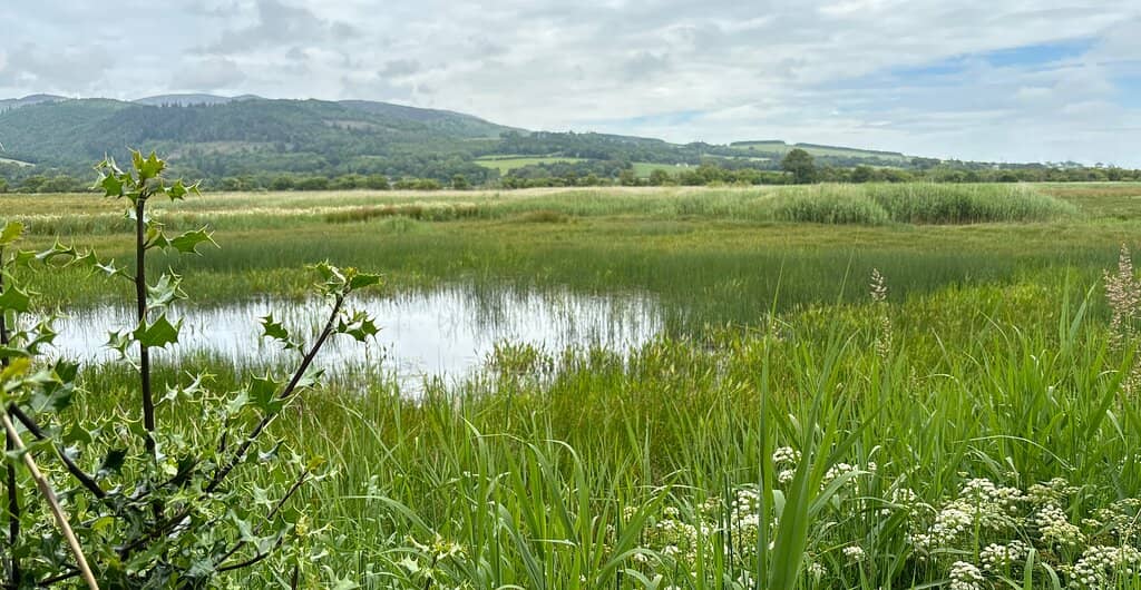 Breeding Waders & Waterfowl