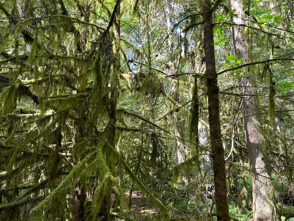 Serene Walking Trails