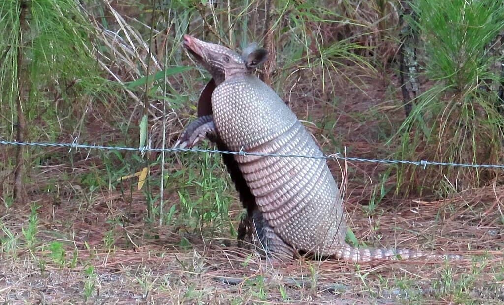 Picnic and Relaxation
