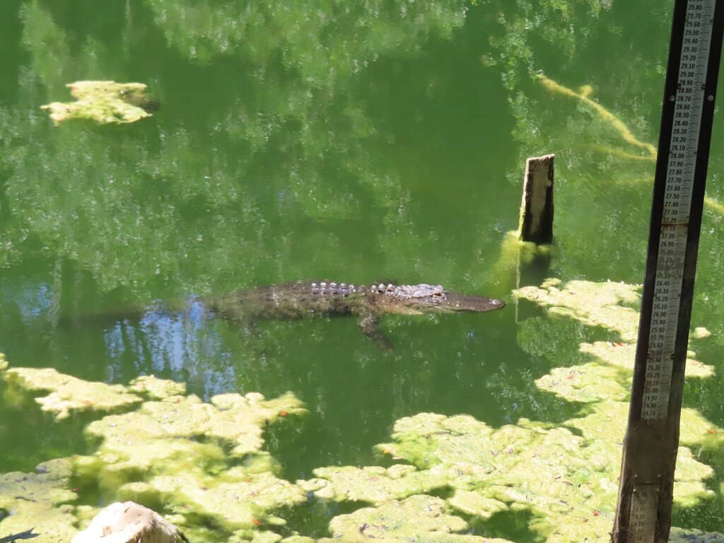 Nature and Wildlife Spotting