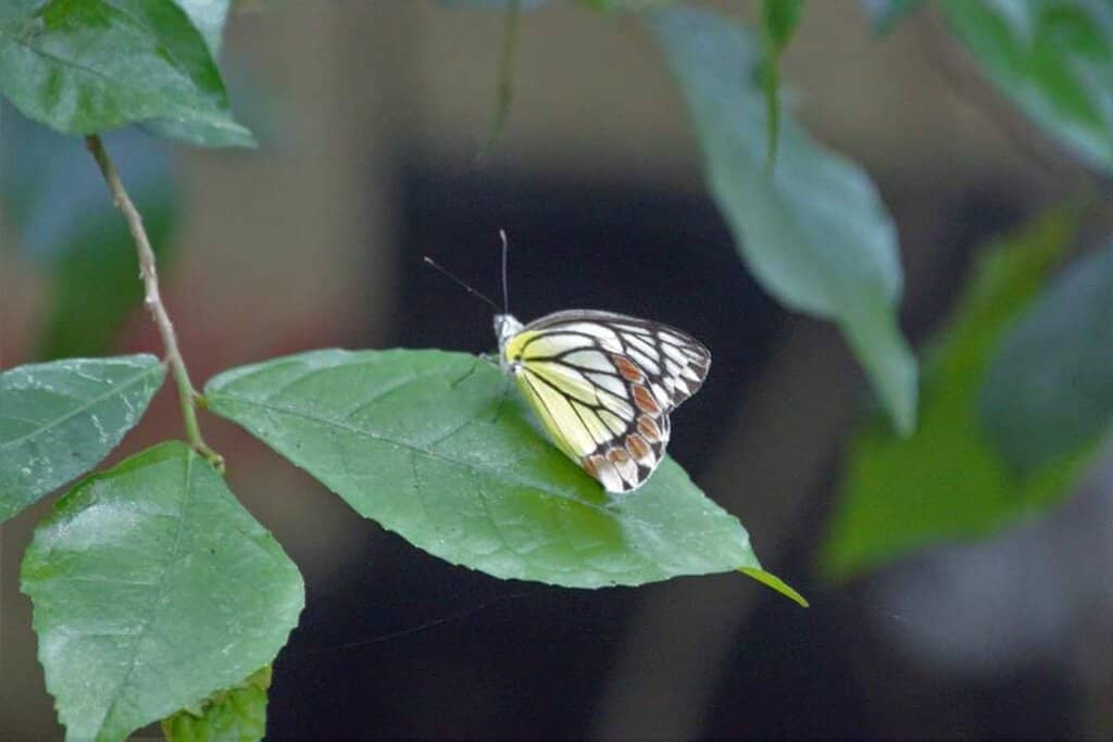 Lush Greenery and Tranquility