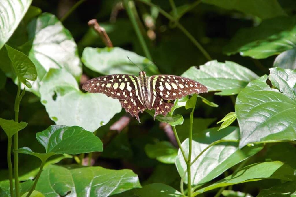 Macro Photography Opportunities