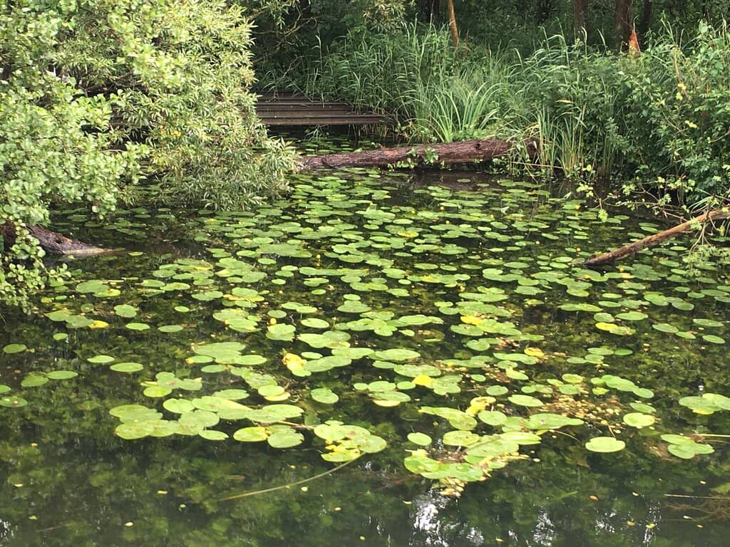 Boating on the Wakenitz