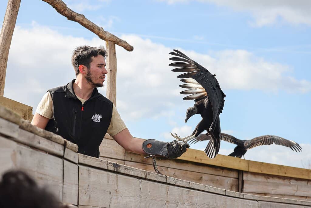 Bird Show Spectacle
