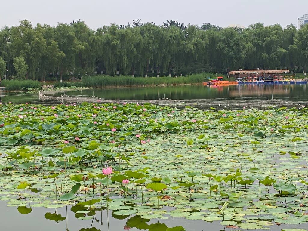 Traditional Pavilions