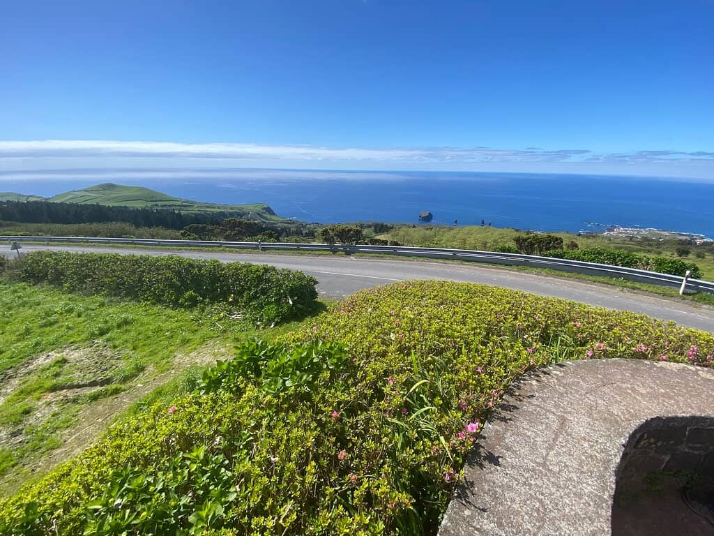 Wildflowers in Bloom