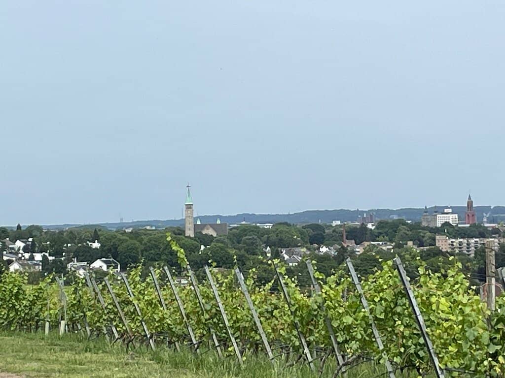 Vineyard Tour