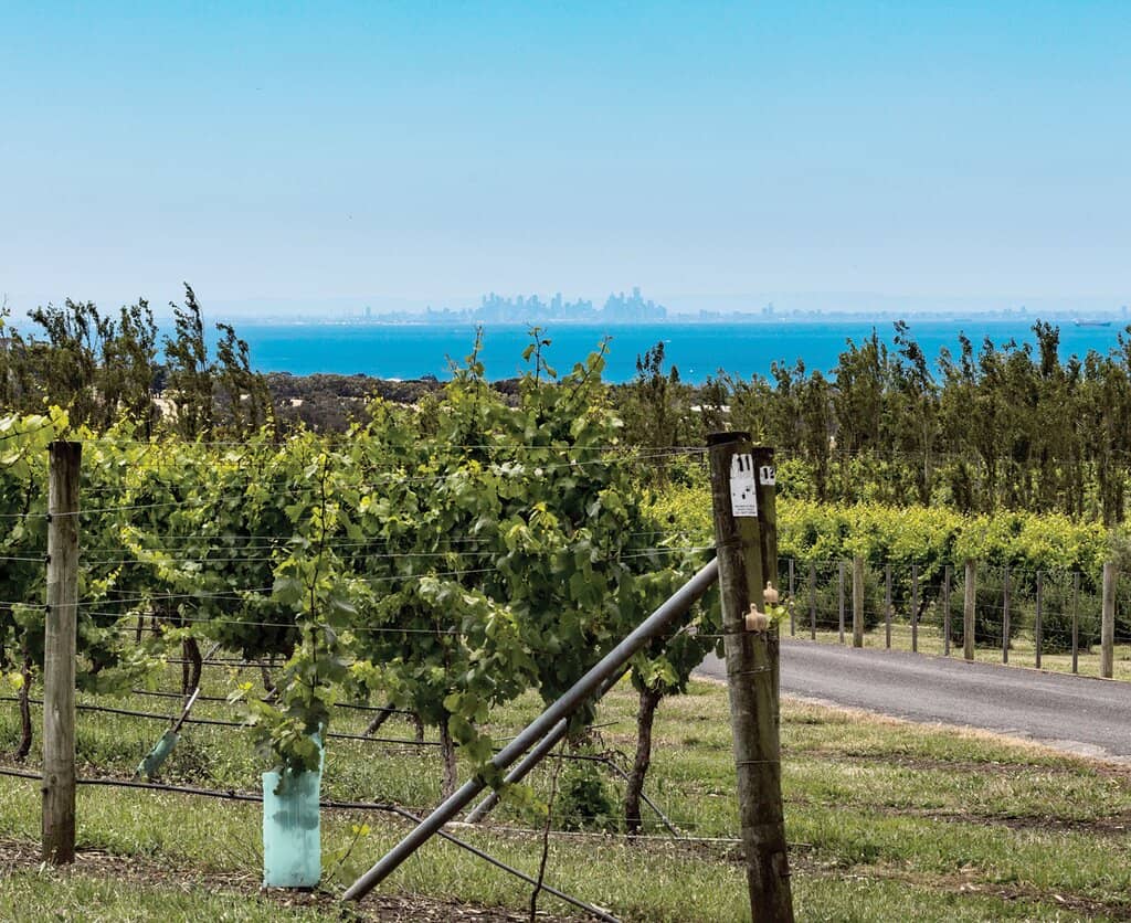 Stunning Vineyard Views