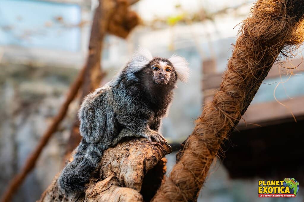 Mini Farm & Cuddly Critters