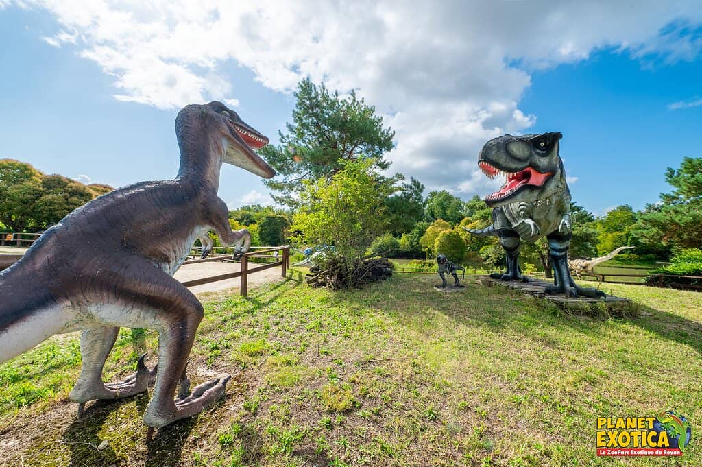 Zen Garden & Bonsai Collection