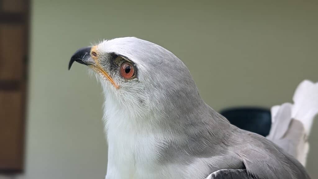 Conservation Education