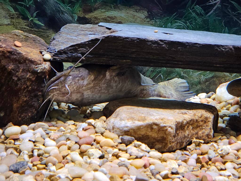 Appalachian Fly Fishing Museum