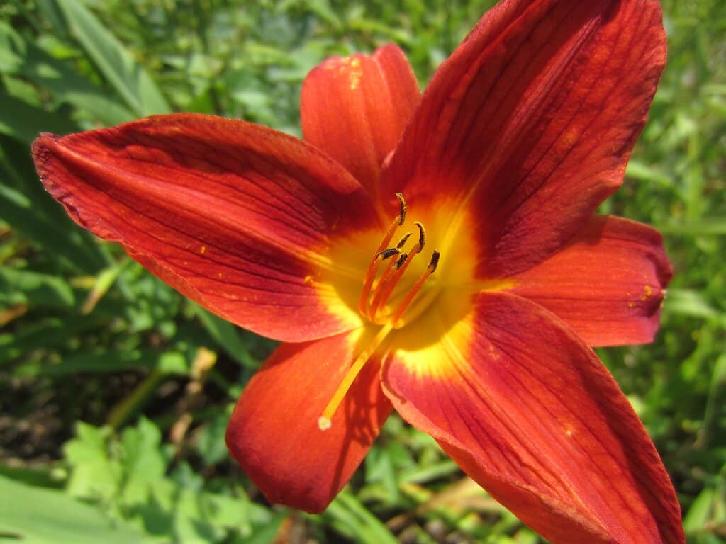 Exotic Gardens