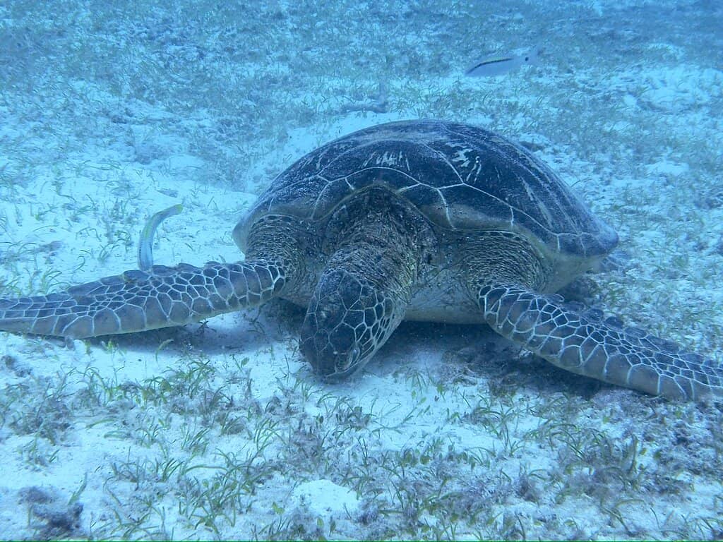 Vibrant Coral Reefs