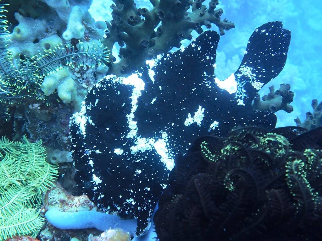 Vibrant Coral Gardens