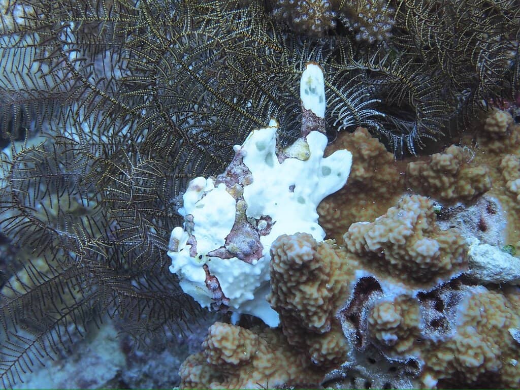 Sea Turtle Encounters