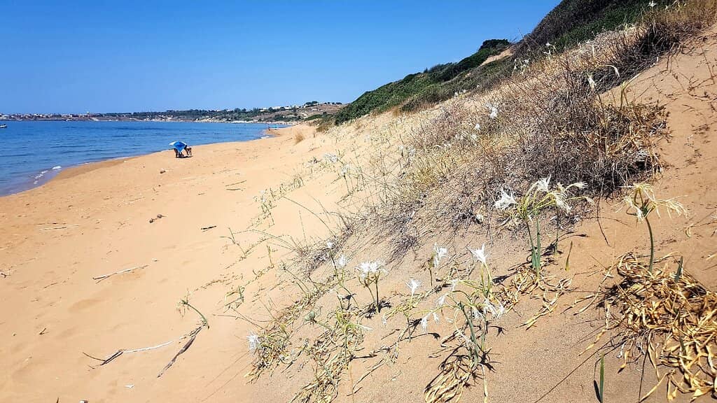 Golden Sand Dunes