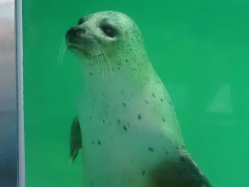 Shimoda Hydrangea Festival