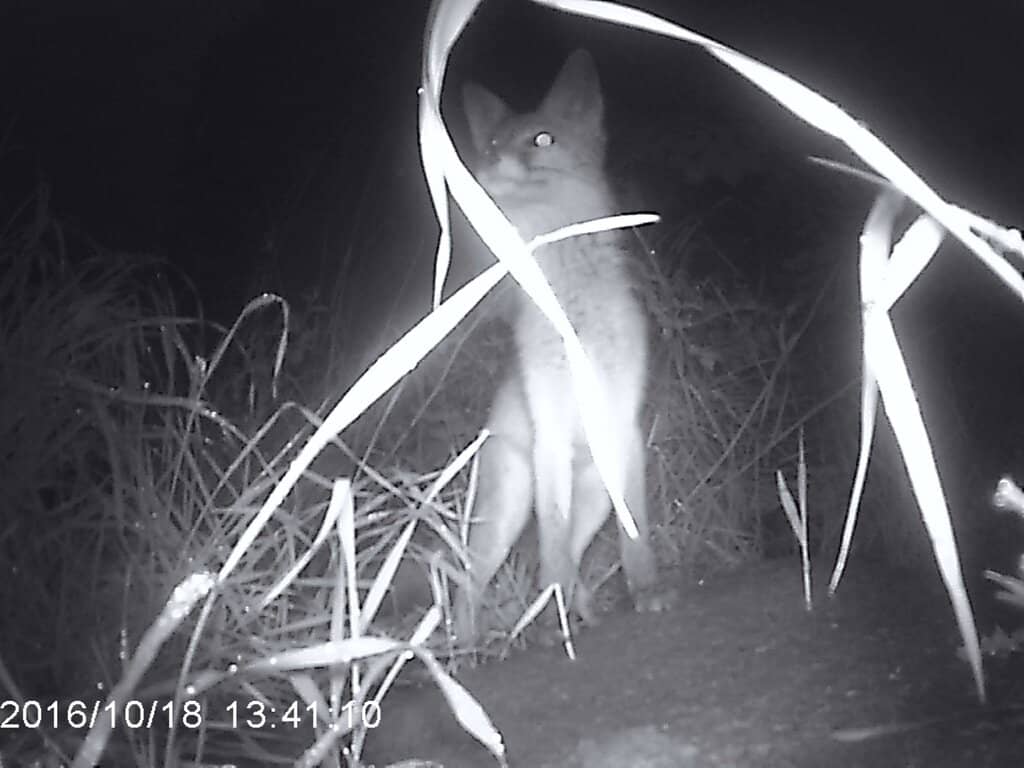 Famine and Penal Times History