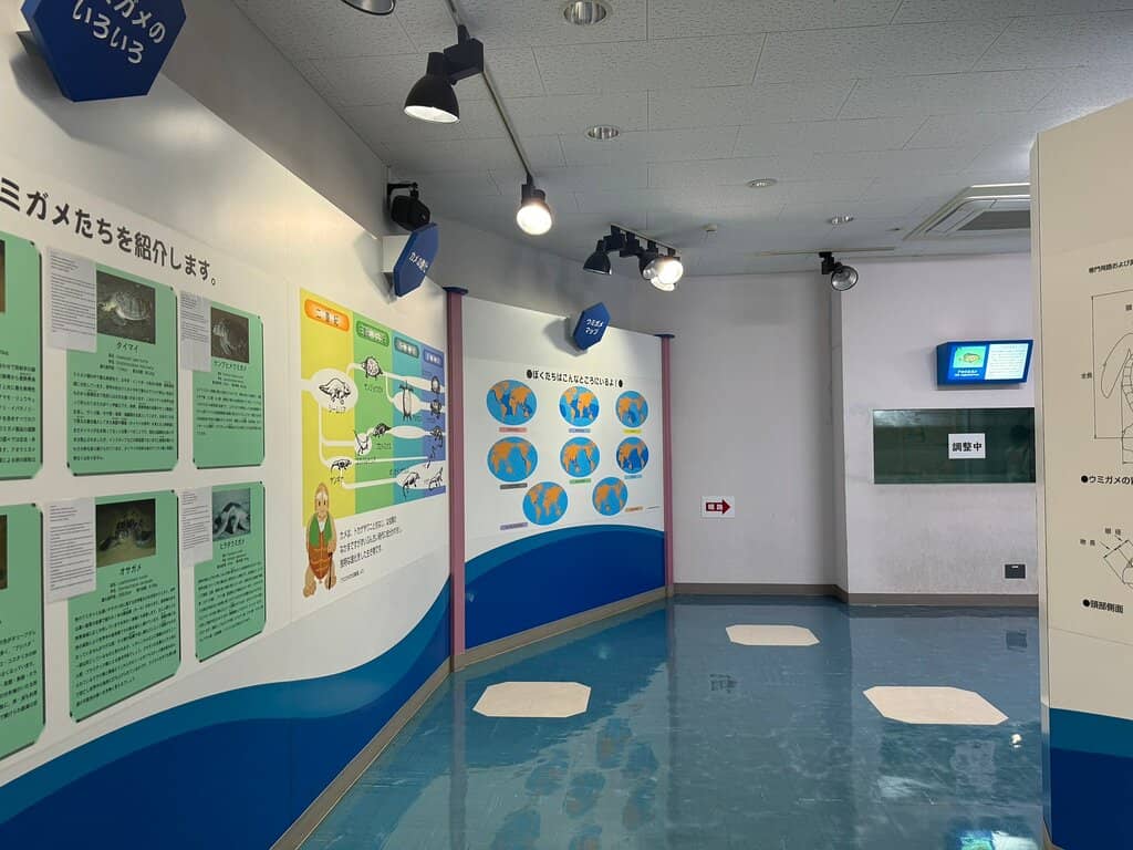 Wild Turtle Spotting