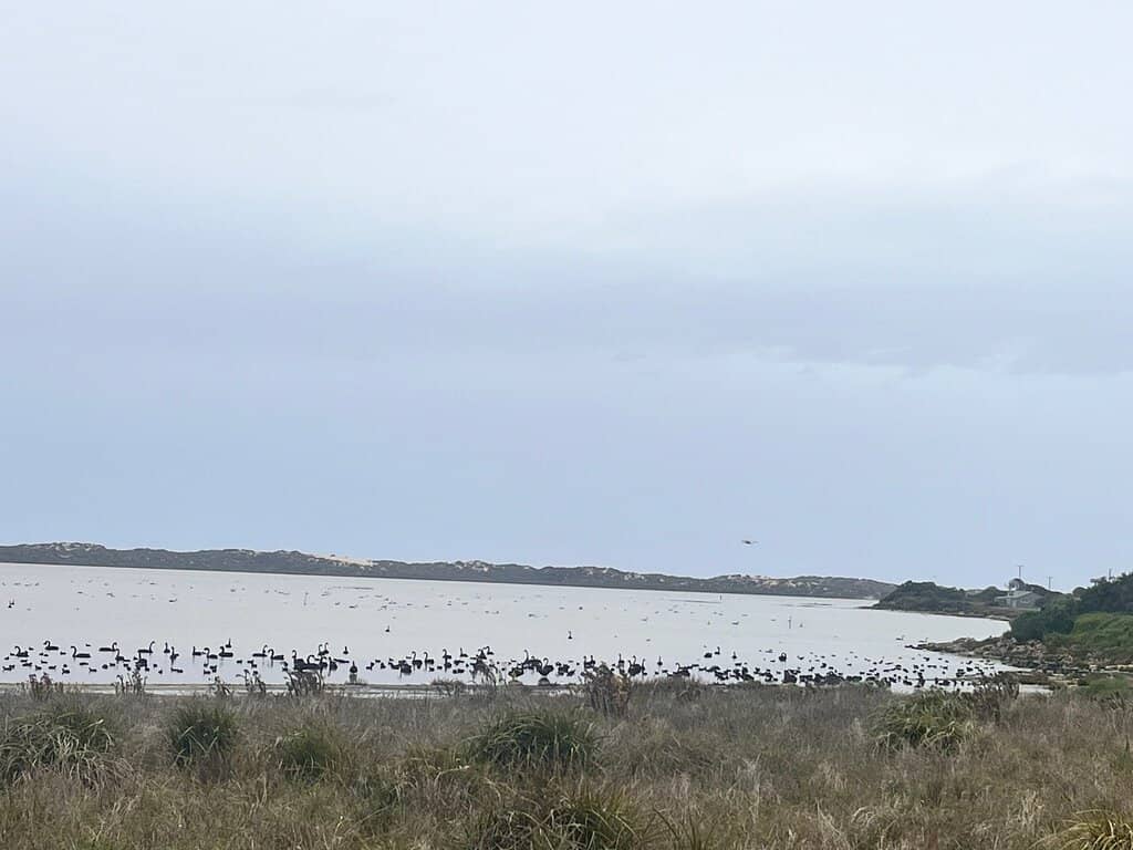 Wildlife Encounters