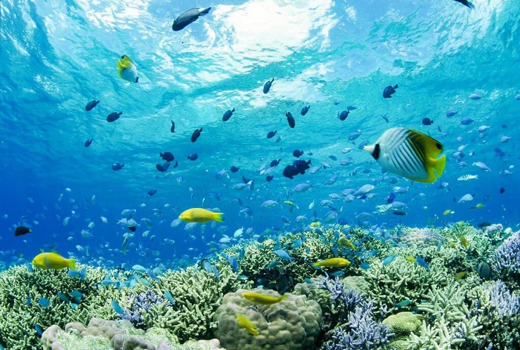 Swim with Sea Turtles