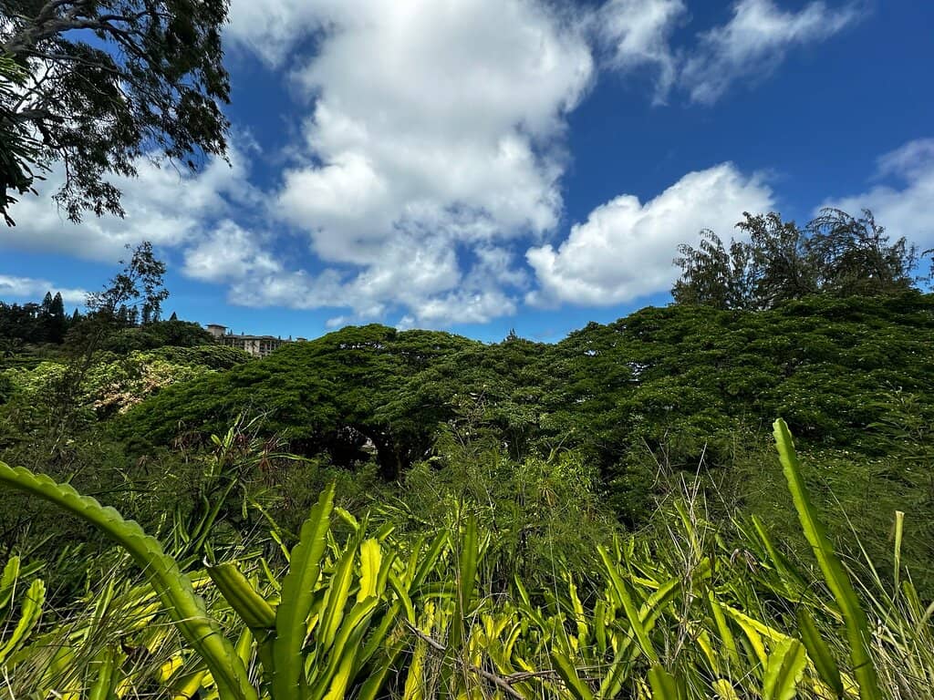 Lush Tropical Rainforest