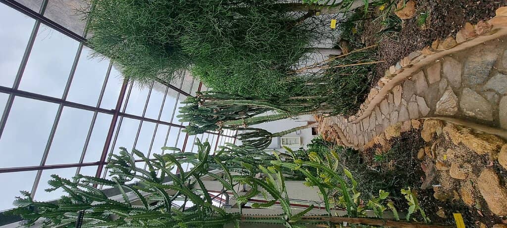 Pond and Bog Garden
