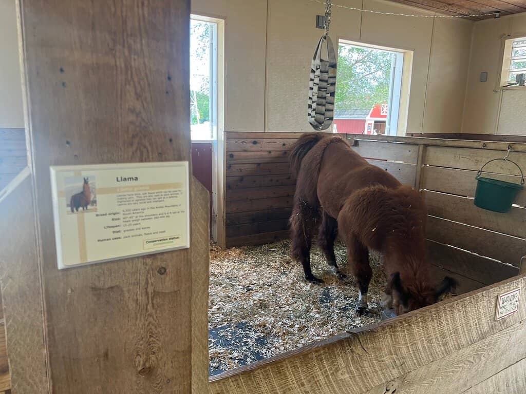 Baby Goat Yard