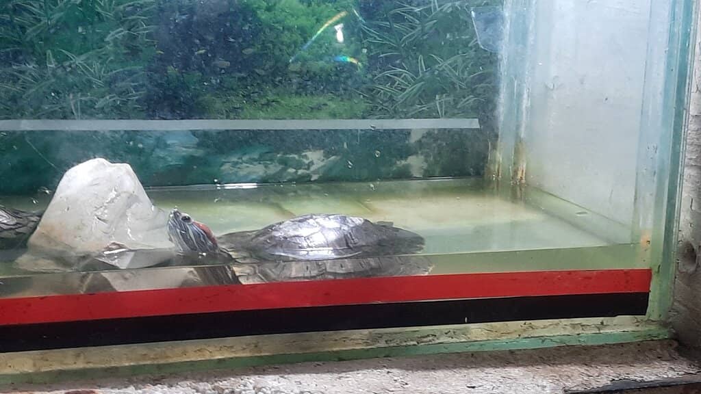 The Small Aquarium