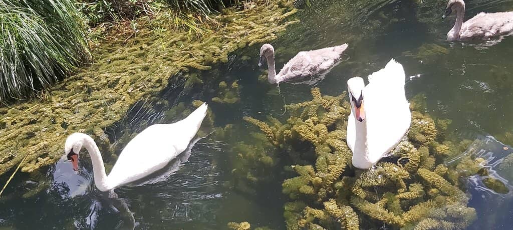 Biergarten Am Glacis