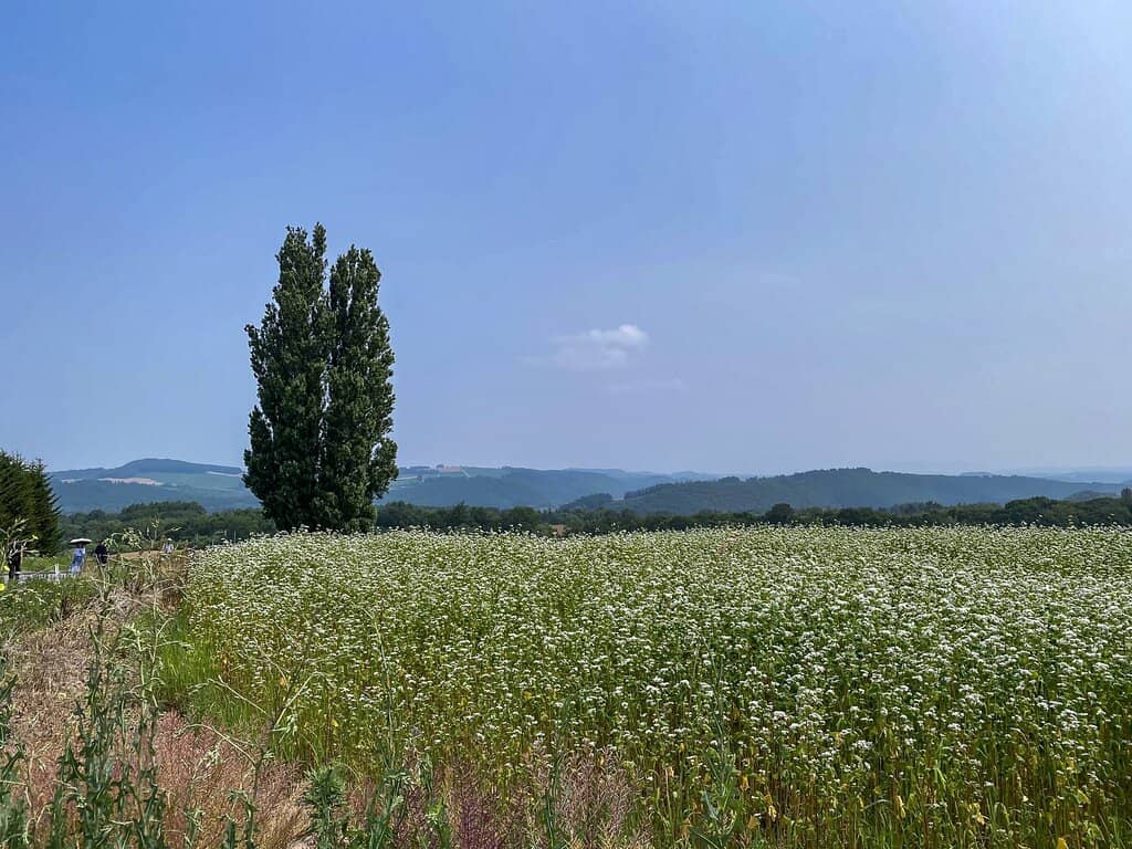 Breathtaking Winter Snowscapes