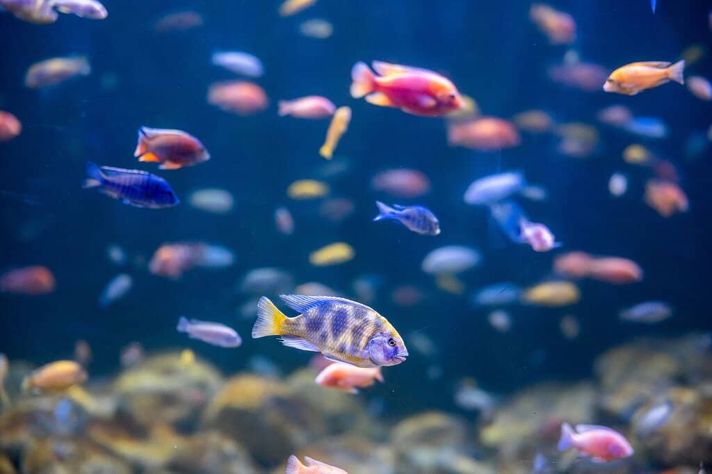 Specialty Fish Selection