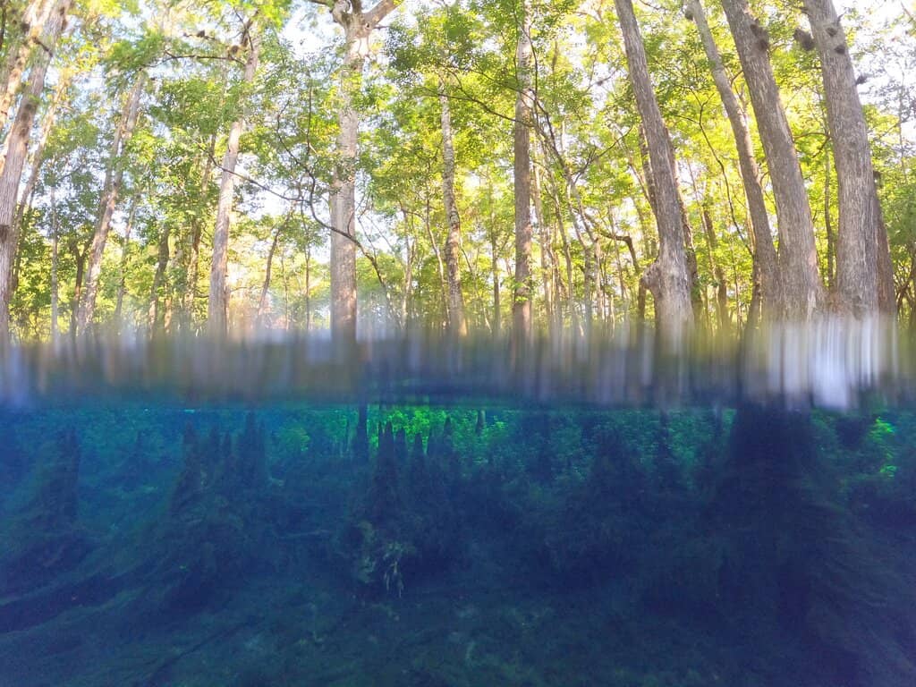 Suwannee River Boardwalk