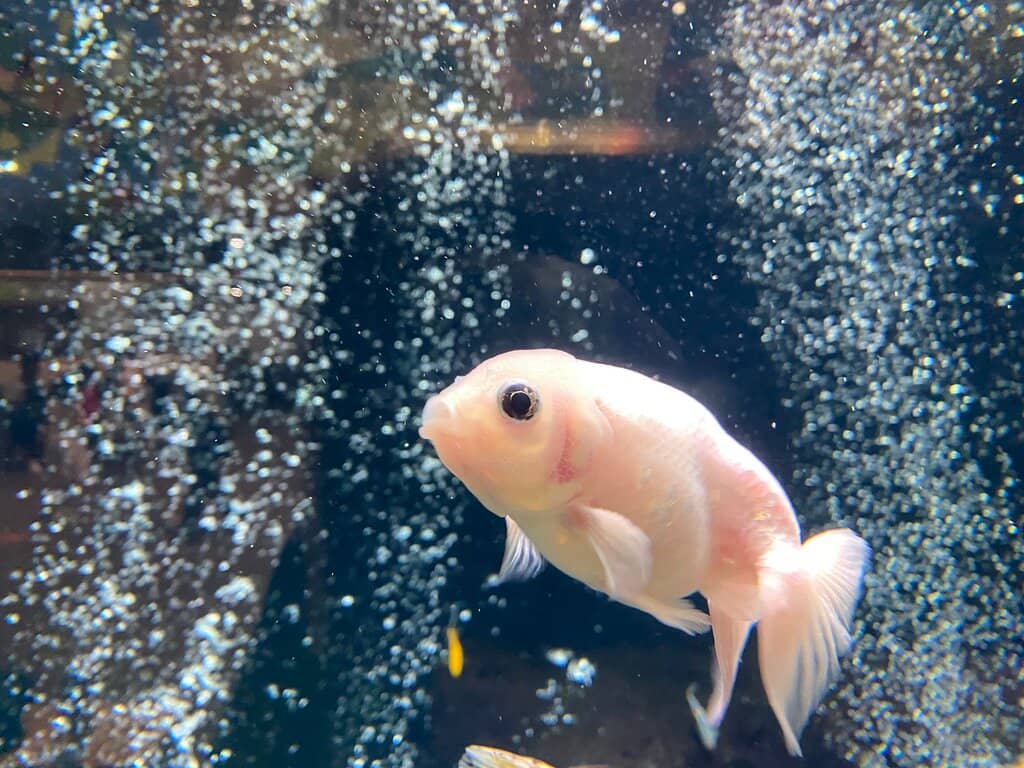 Aquarium Exhibits