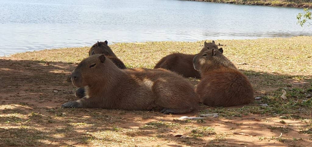 Paranoá Lake Views