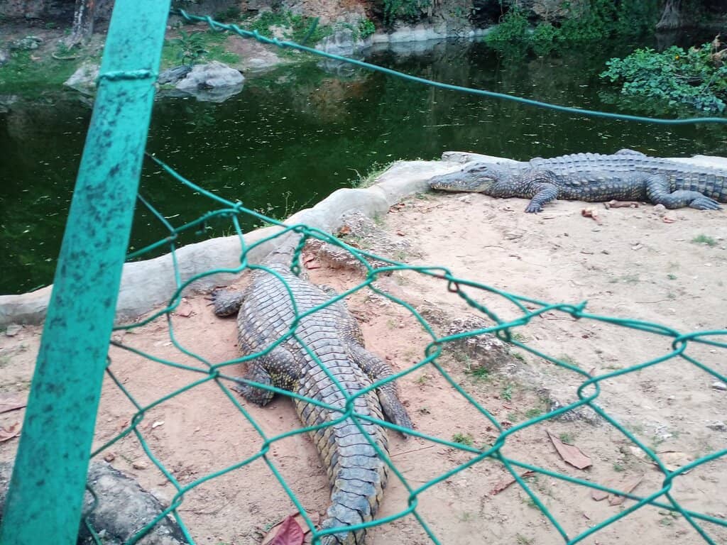 Interactive Wildlife Encounters