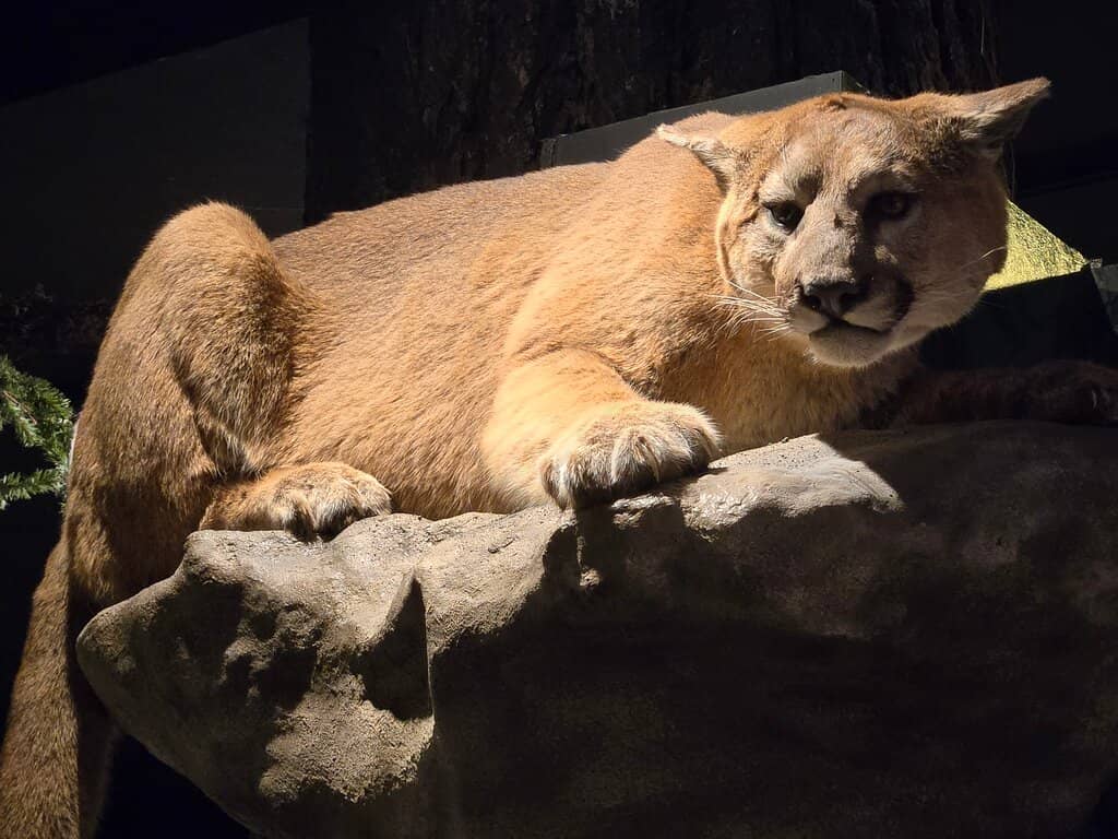 Interactive Children's Displays