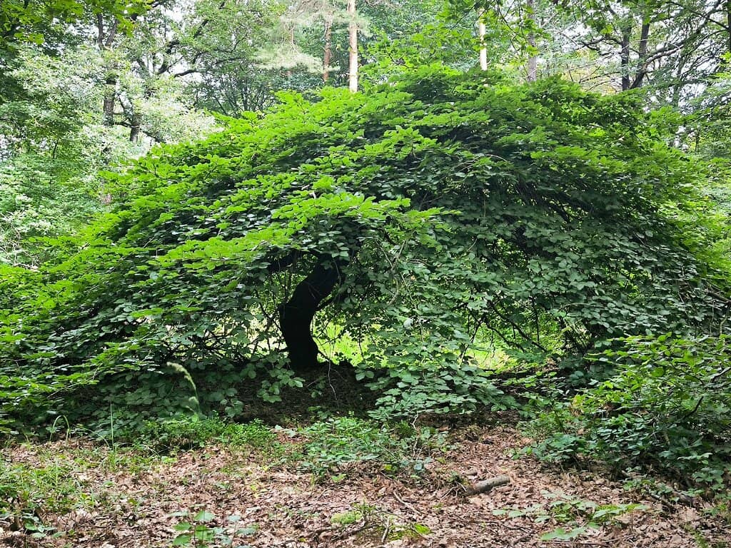 Seasonal Foliage