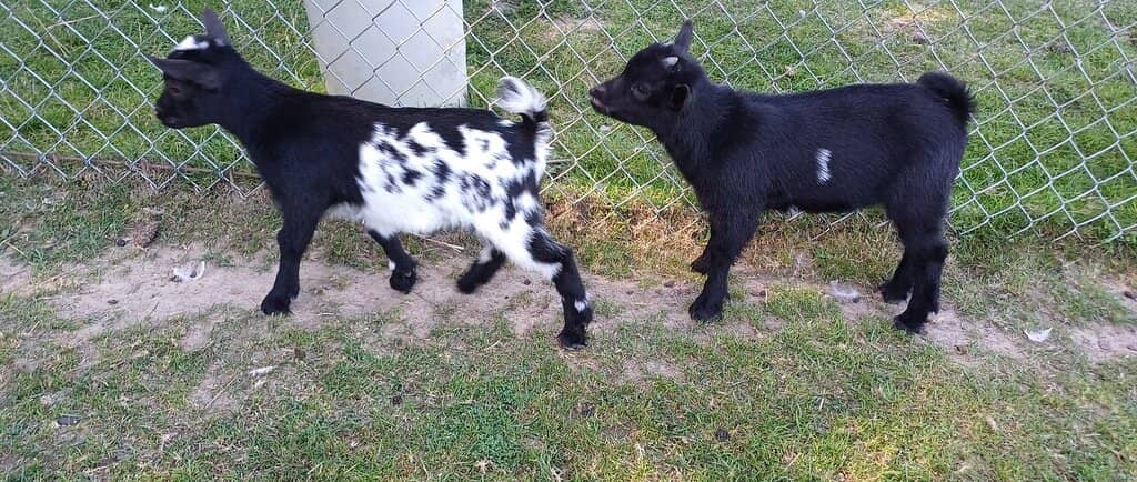 Petting Zoo