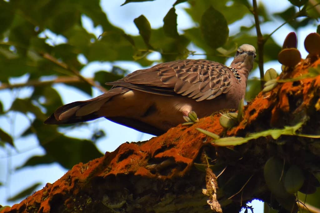 Well-Maintained Walking Paths