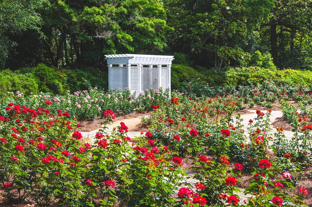 The Cascading Chrysanthemums