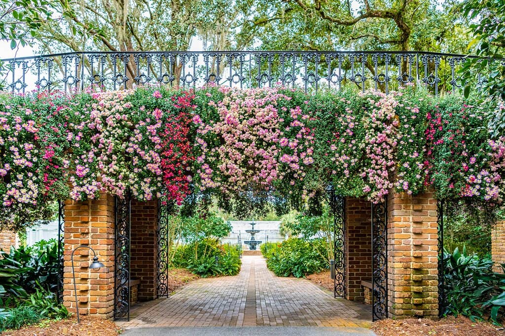 Magic Christmas in Lights