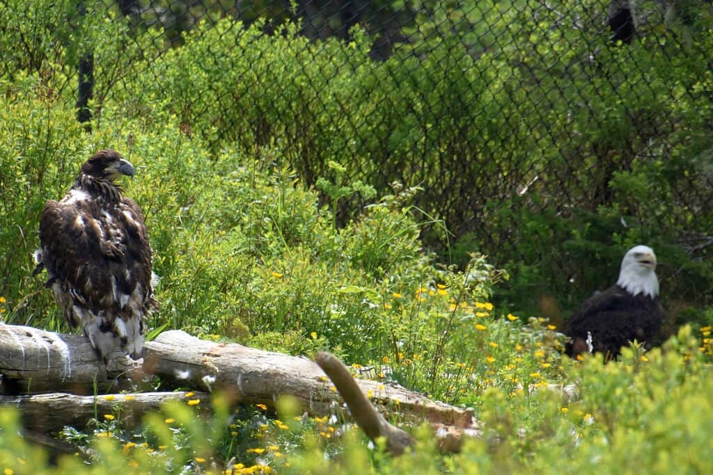 Tranquil Boardwalk Trail