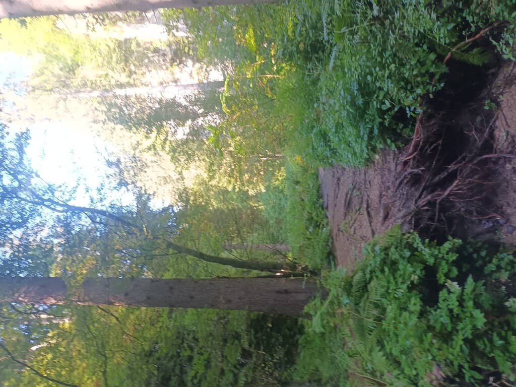 Narrow Ravine Trails